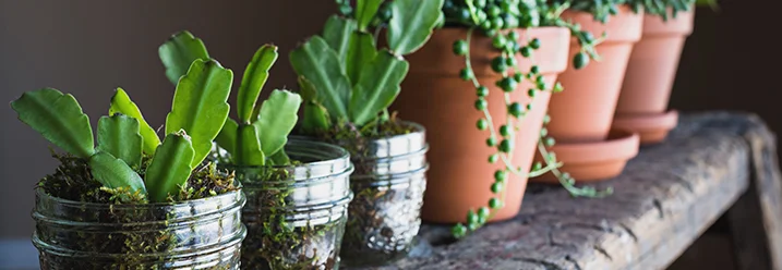 Sukkulenten in Töpfen und Gläsern